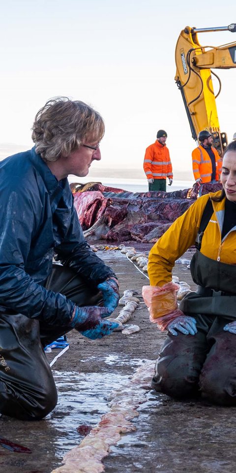 Man speaking to woman over dissected whale. 